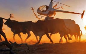 Nieuw Zeeland verhoogd trainingvereisten voor Robinson R22 en R44 piloten
